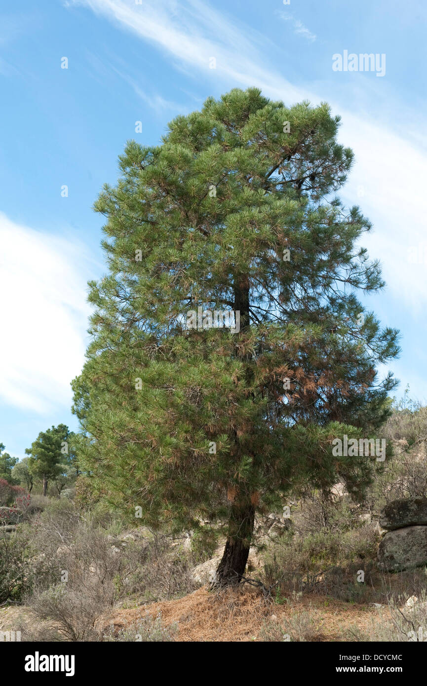 Pine Tree Pinus sp. Sierra Morena Andalucia Spain Stock Photo