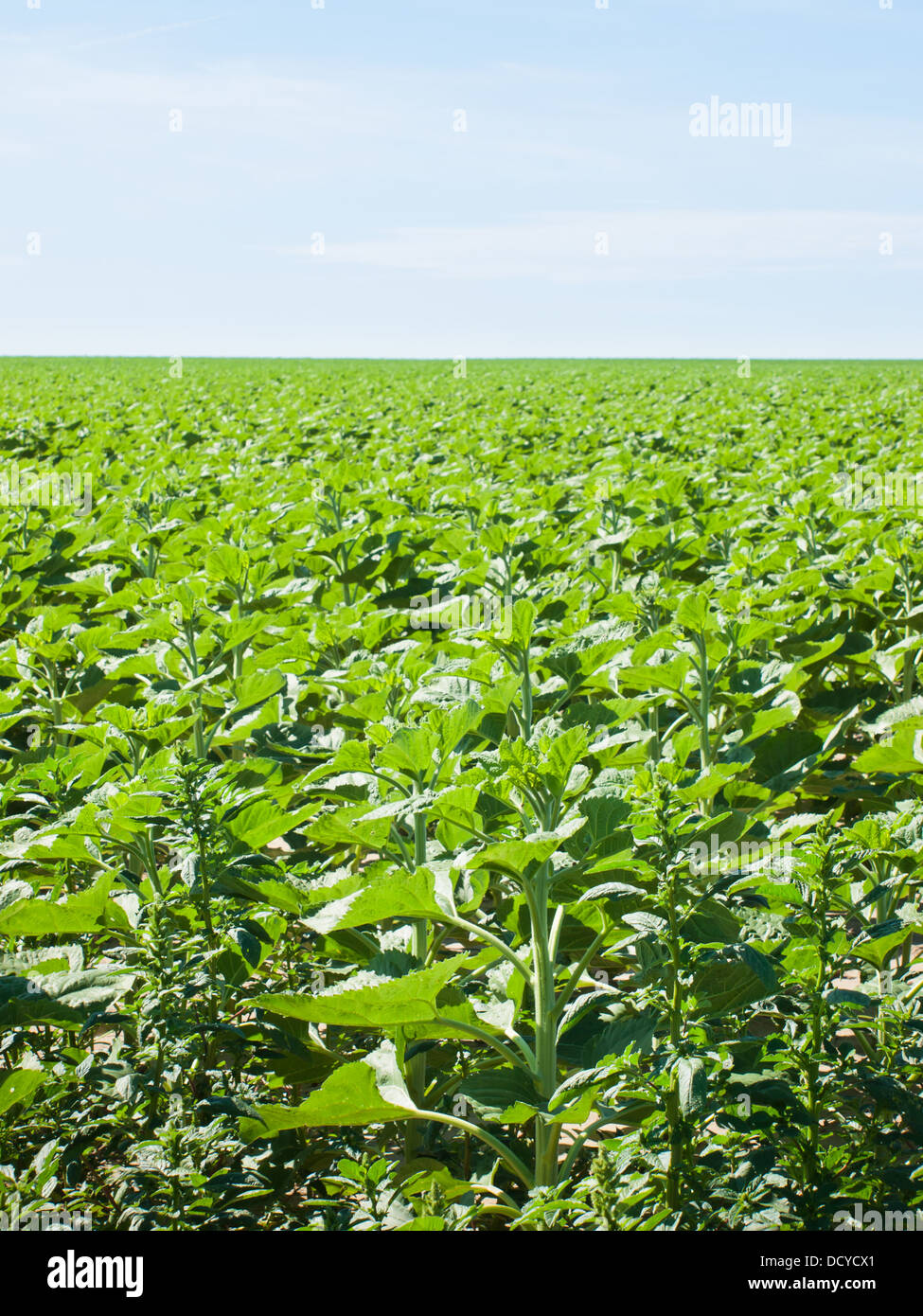 Sunflower field before bloom Stock Photo Alamy