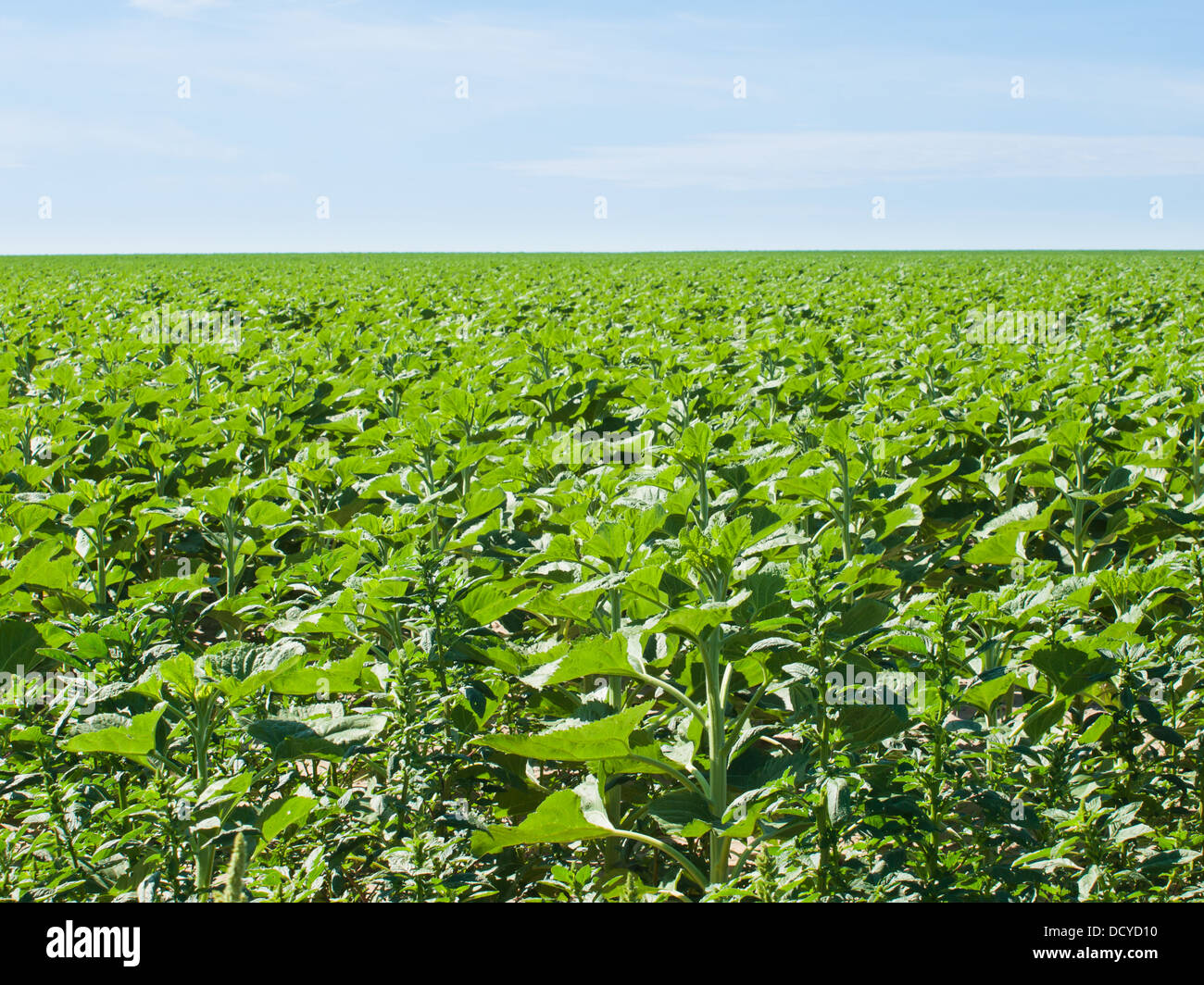 Sunflower field before bloom Stock Photo Alamy
