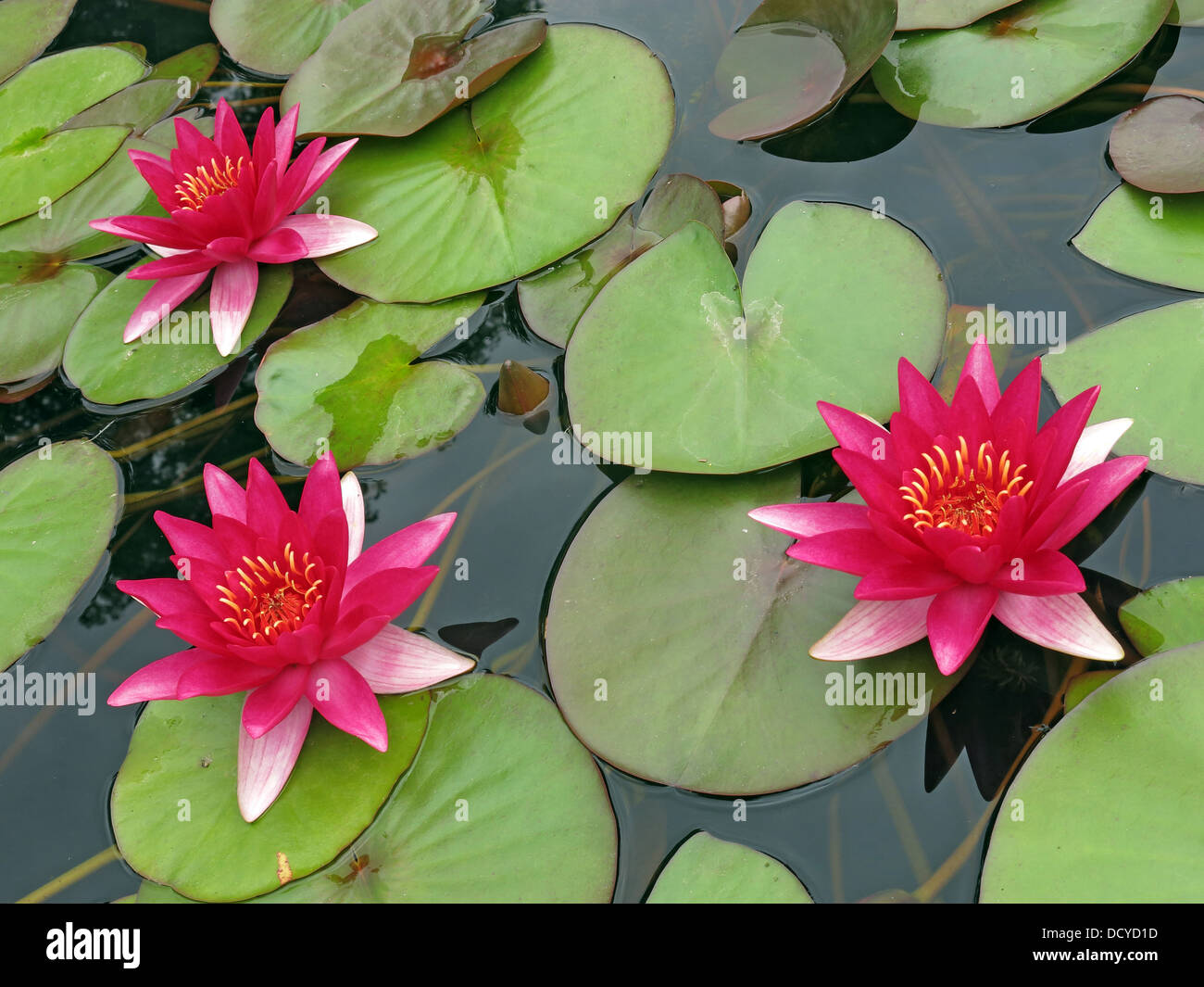 Pink red water lilly - Nymphaeaceae Stock Photo