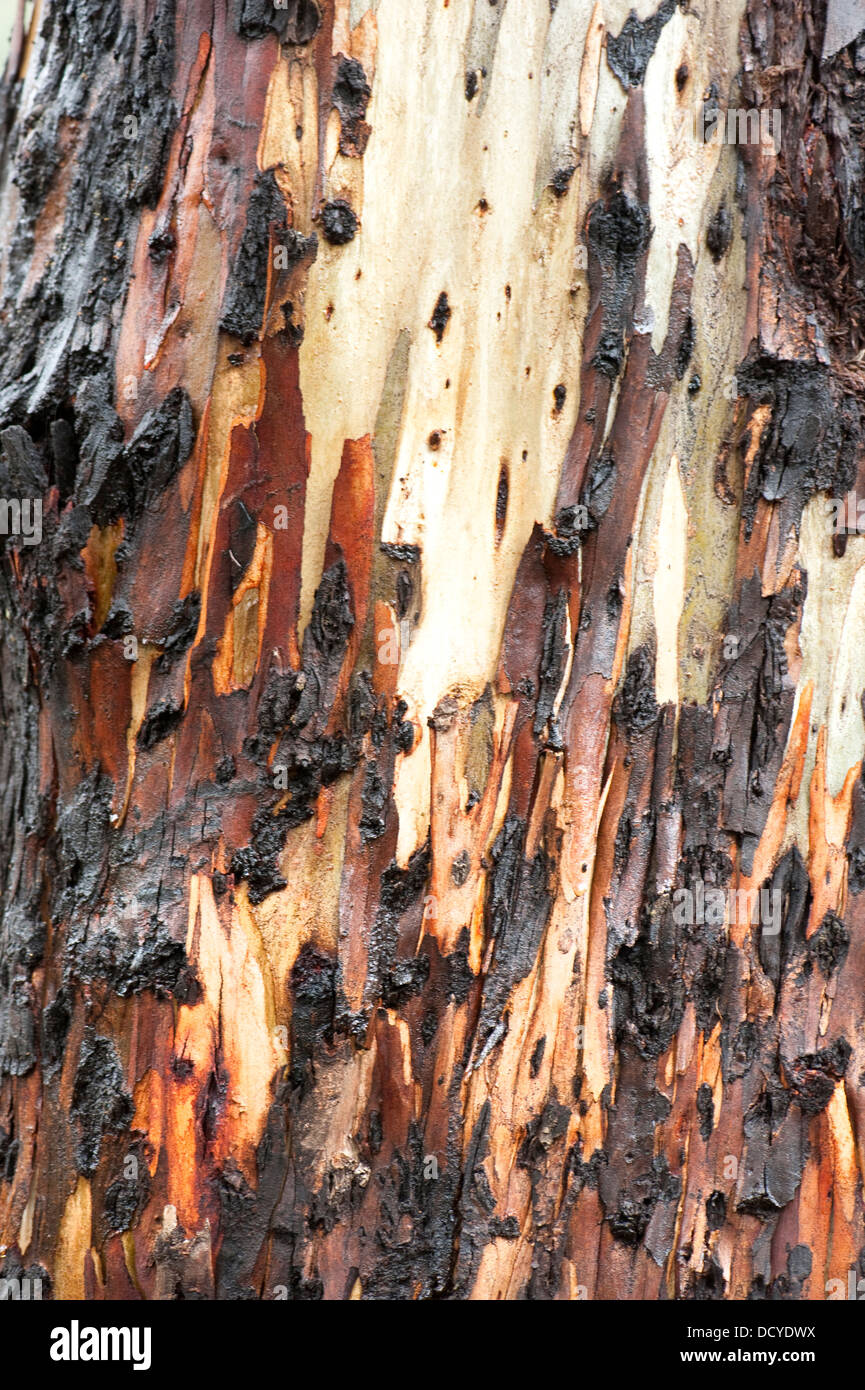 Close up of Eucalyptus Tree Bark Andalucia Spain Stock Photo