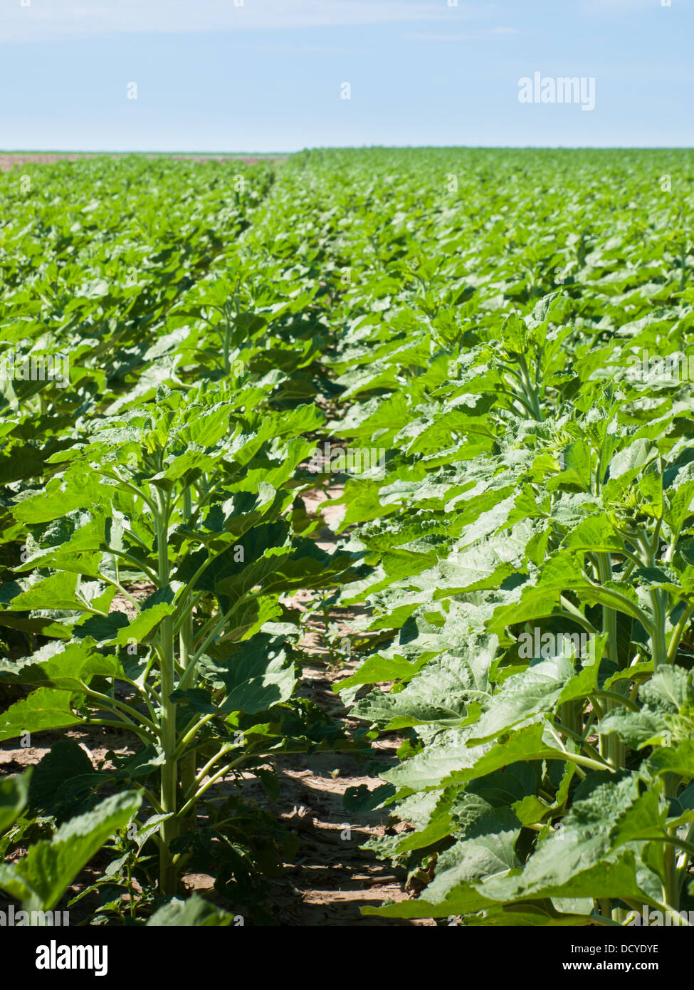 Sunflower field before bloom Stock Photo Alamy