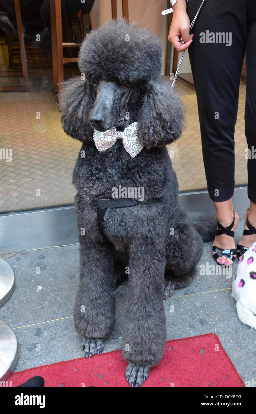 paul redding poodles