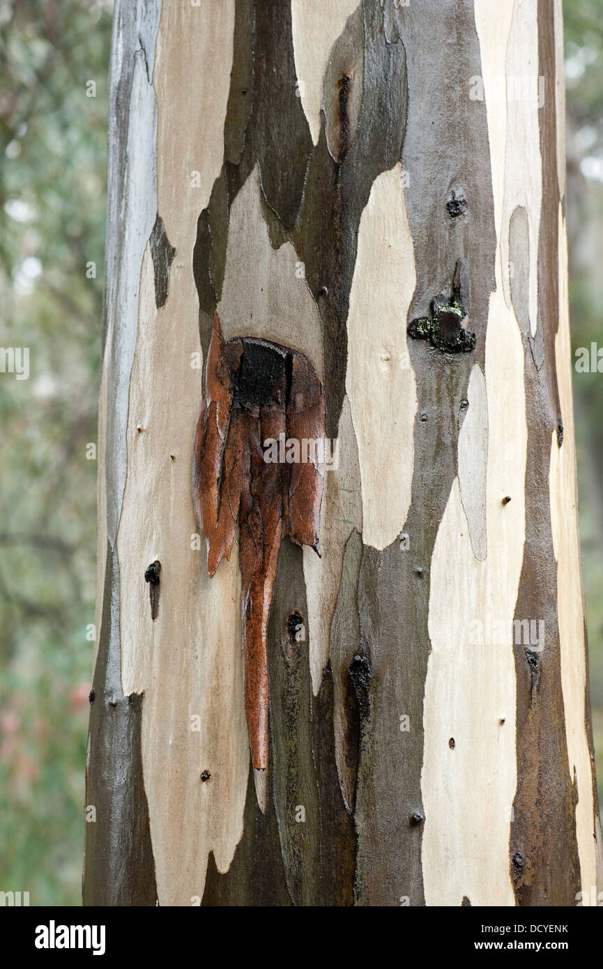 Close up of Eucalyptus Tree Bark Andalucia Spain Stock Photo Alamy