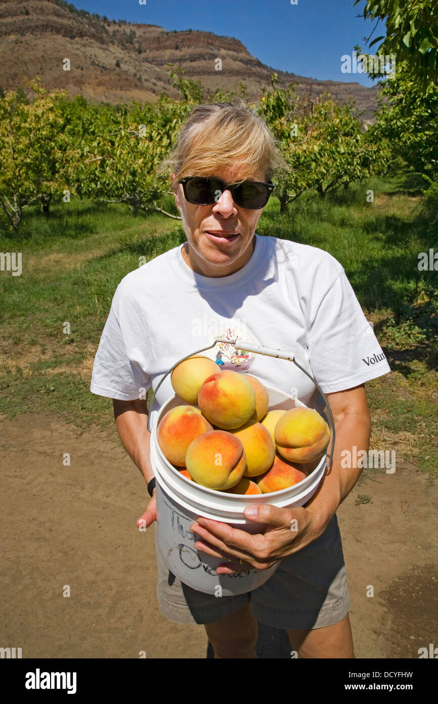 A bucket of large, freestone peaches from the Kimberly Orchards in central Oregon Stock Photo
