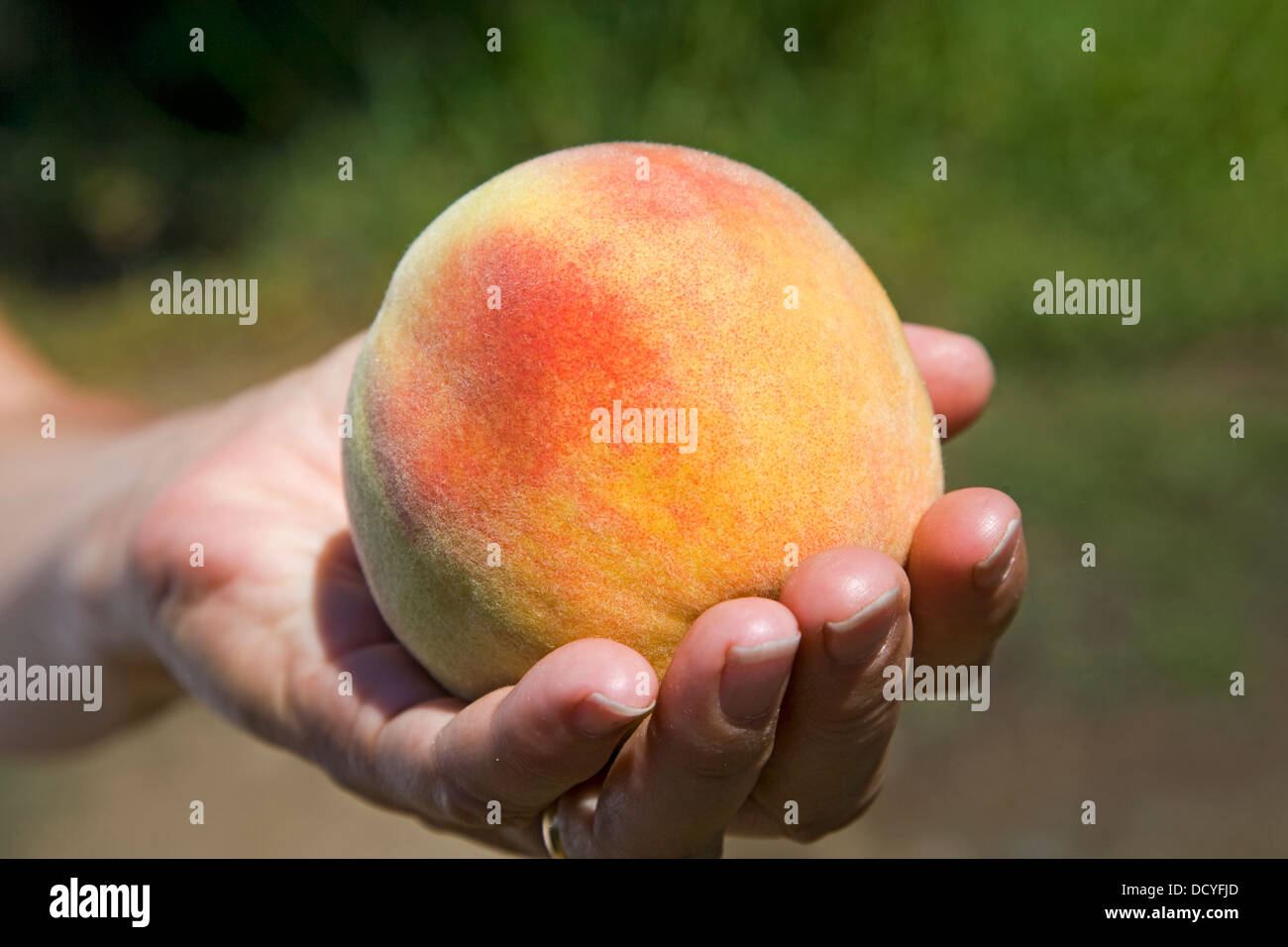 A large, freestone peach from the Kimberly Orchards in central Oregon Stock Photo