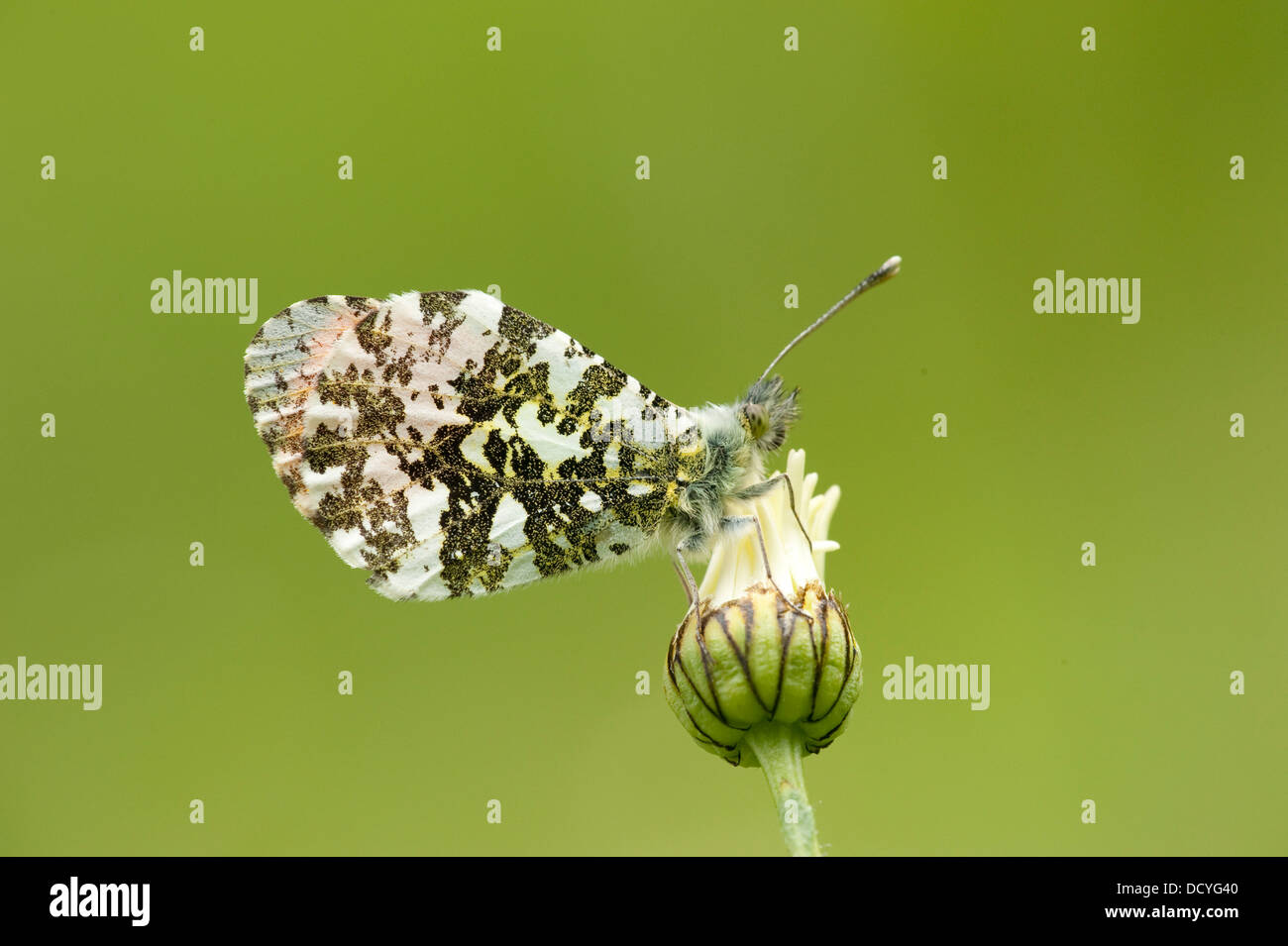 Orange Tip Butterfly Anthocharis cardamines Kent UK Stock Photo