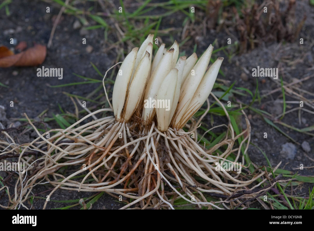 Wood Garlic, WoodGarlic, Ramsons, root, bulb, bulbs, Bärlauch