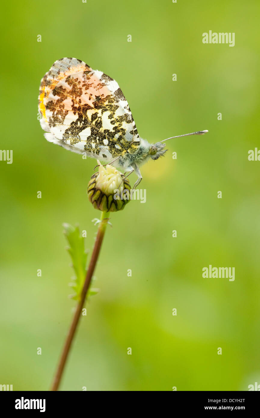 Orange Tip Butterfly Anthocharis cardamines Kent UK Stock Photo