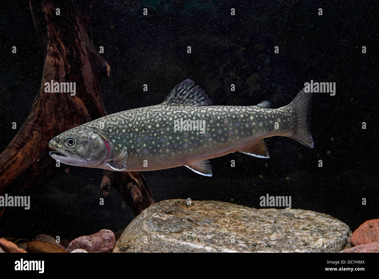 Saibling Fish La truite mouchetee hi-res stock photography and images - Alamy