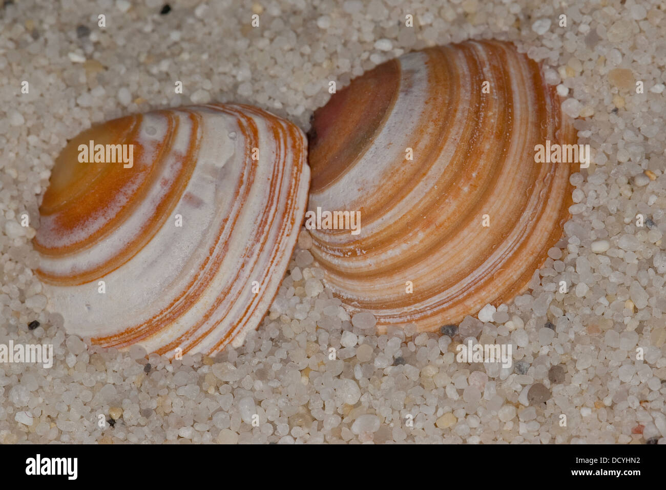 Baltic macoma, Baltic clam, Baltic tellin, Baltische Plattmuschel, Tellmuschel, Rote Bohne, Macoma balthica, Macoma baltica Stock Photo