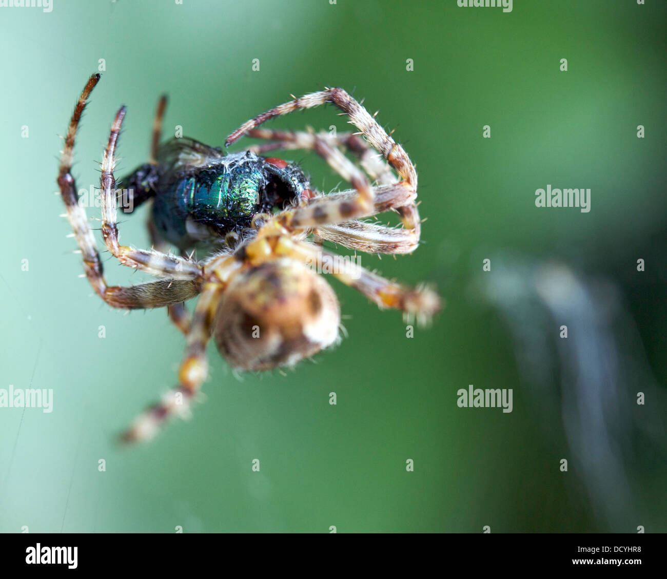garden spider catching prey Stock Photo Alamy