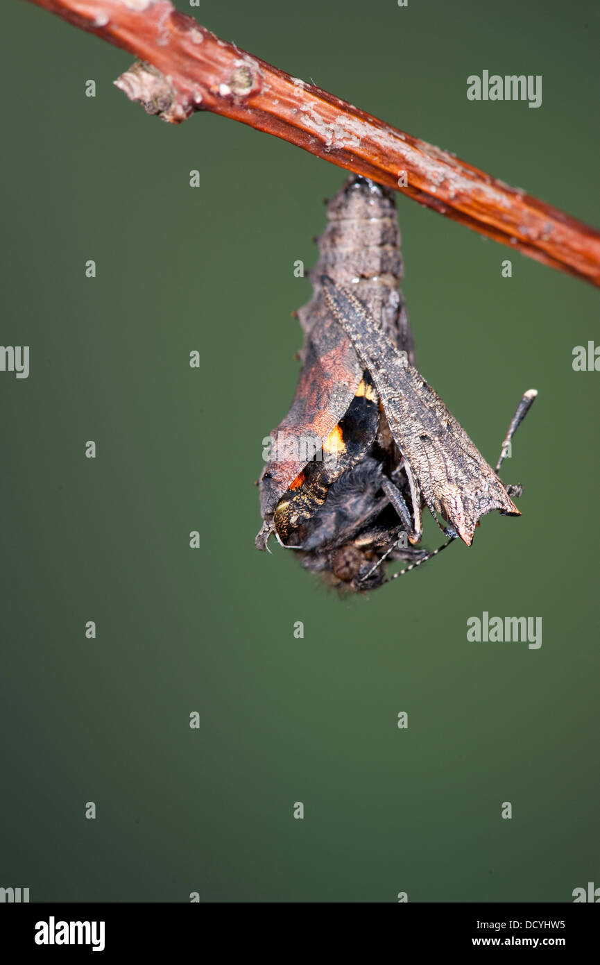 Small Tortoiseshell Butterfly Aglais urticae Kent UK Stock Photo