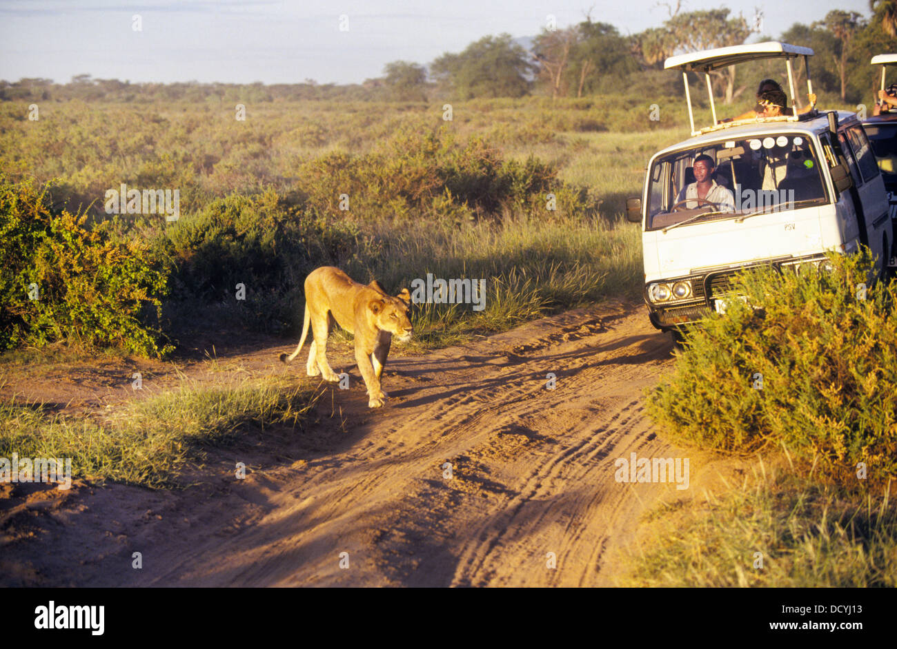 A lioness quietly hunts while being followed by a minivan filled with safari tourists in Masai Mara park kenya Stock Photo
