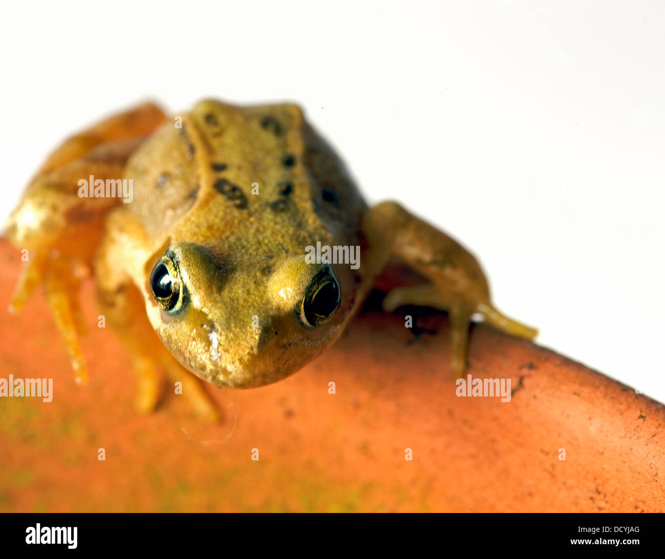 juvenile common frog on plant pot Stock Photo Alamy