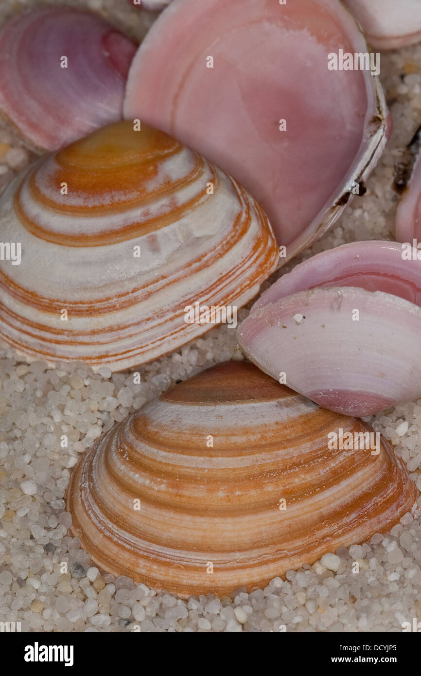 Baltic macoma, Baltic clam, Baltic tellin, Baltische Plattmuschel, Tellmuschel, Rote Bohne, Macoma balthica, Macoma baltica Stock Photo