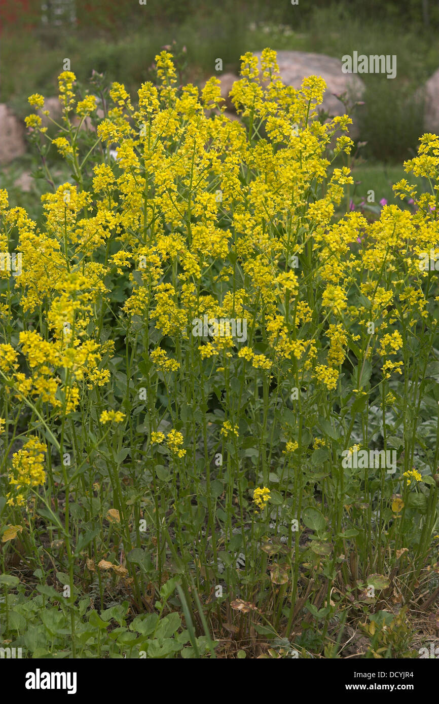 Yellow Rocket, Barbara´s Herb, Bittercress, Gewöhnliches Barbarakraut ...