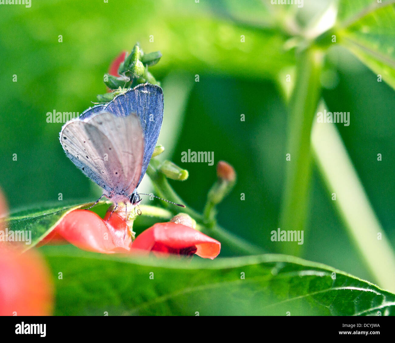 common blue butterfly (polyommatus icarus) on bean plant Stock Photo