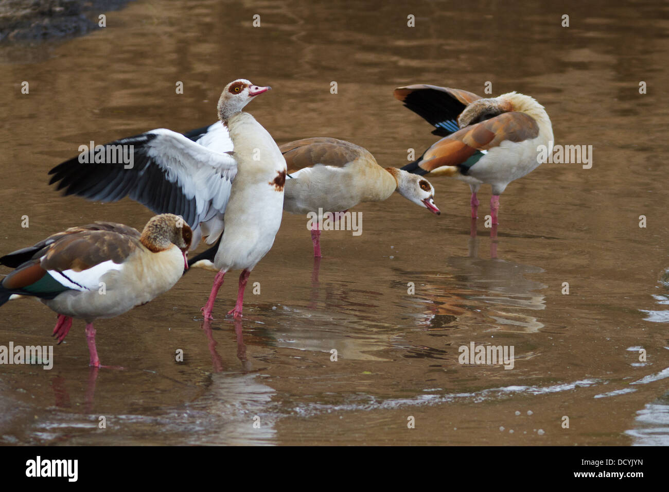 Group of Egyptian geese at river's edge, preening and demonstrating plumage, with reflections, Masai Mara, Kenya, East Africa Stock Photo