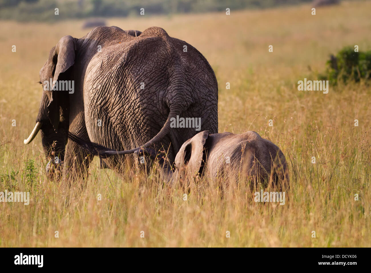 Elephant mother and baby rear view close up walking through grass, Maasai Mara, Kenya Stock Photo