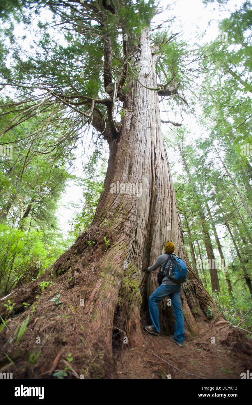 A Man Looks Up At Giant Redwood In Cougar Annies Garden Boat Basin