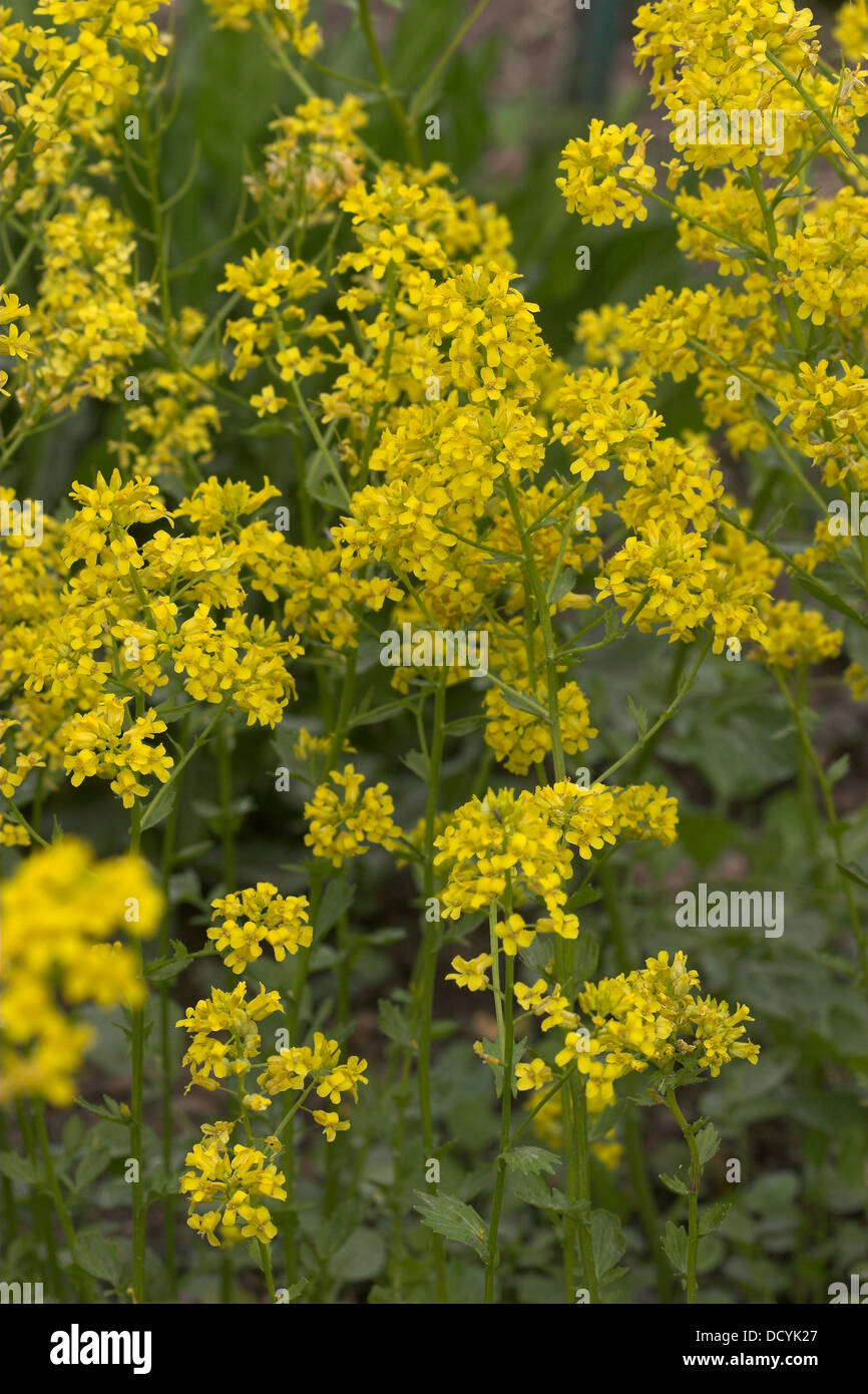 Yellow Rocket, Barbara´s Herb, Bittercress, Gewöhnliches Barbarakraut ...
