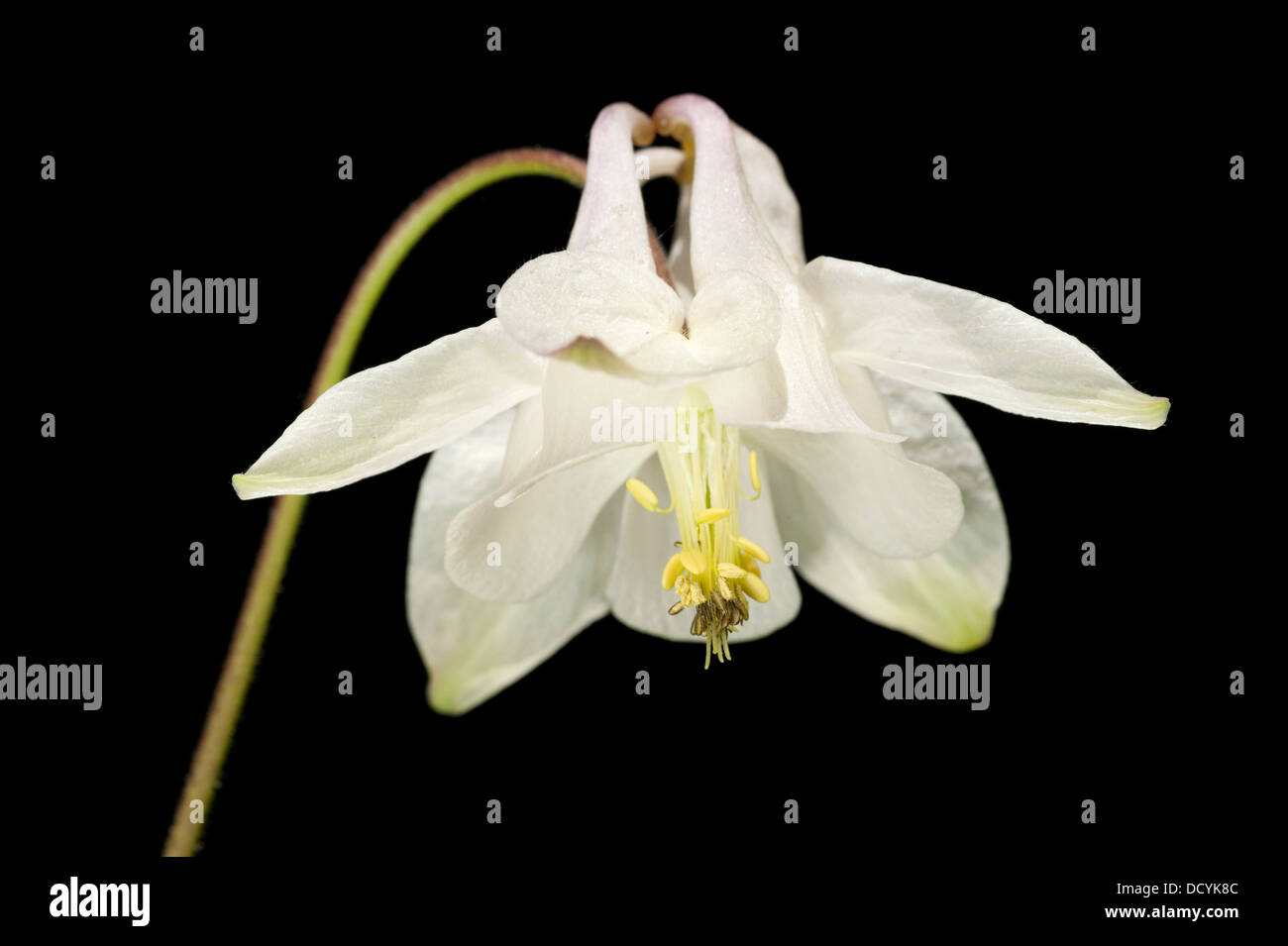 Columbine Flower Aquilega vulgaris Kent UK Stock Photo