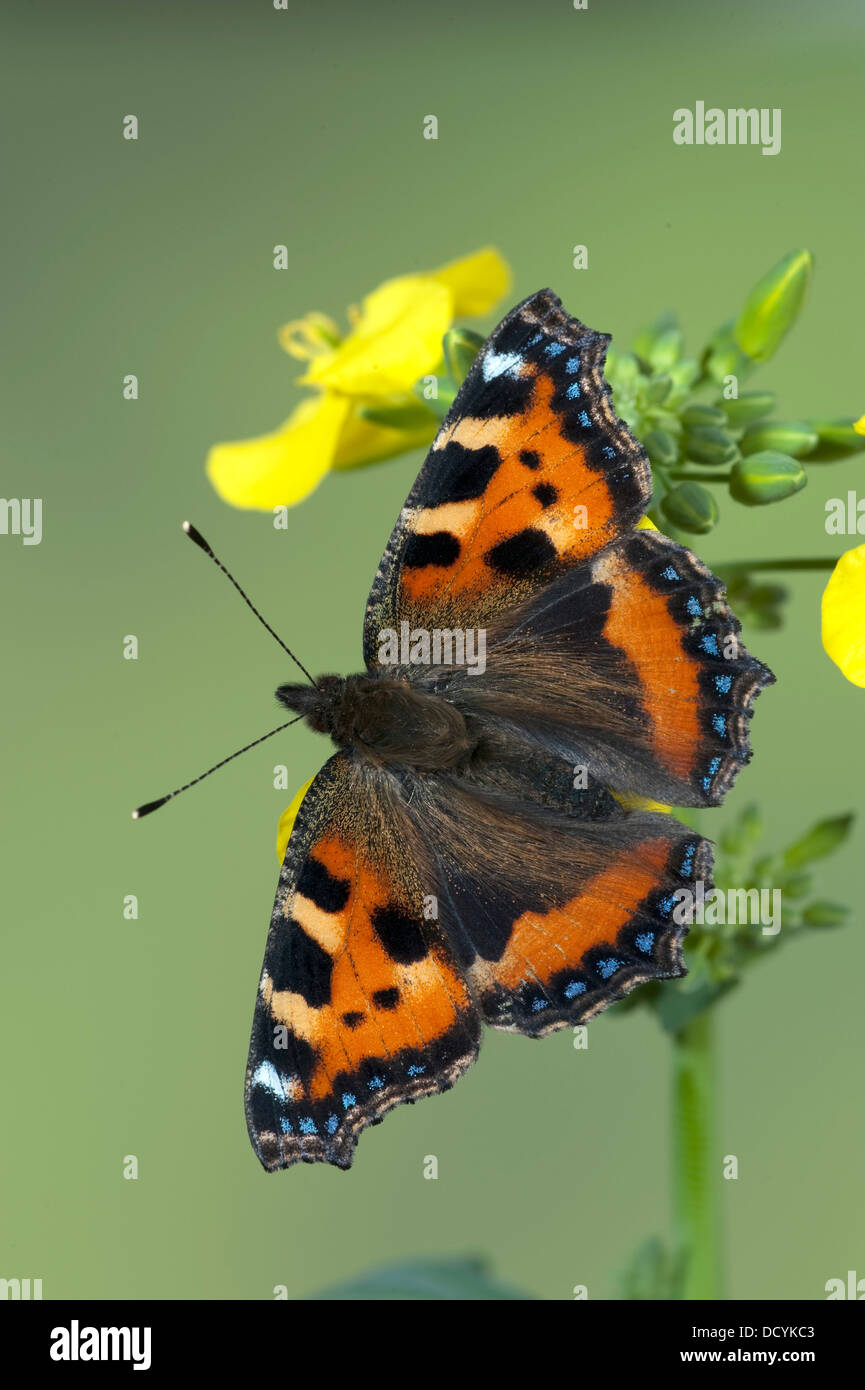 Small Tortoiseshell Butterfly Aglais urticae Kent UK Stock Photo