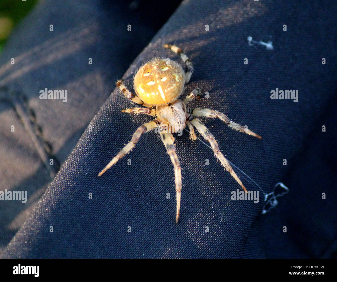 Close-up Of The Four-spot Orb-weaver (Araneus Quadratus Stock Photo - Alamy