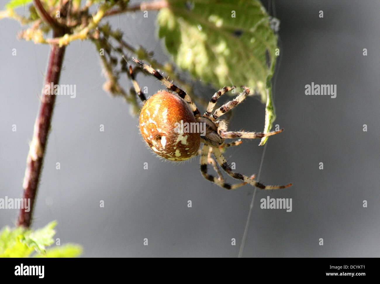 Close-up Of The Four-spot Orb-weaver (Araneus Quadratus Stock Photo - Alamy