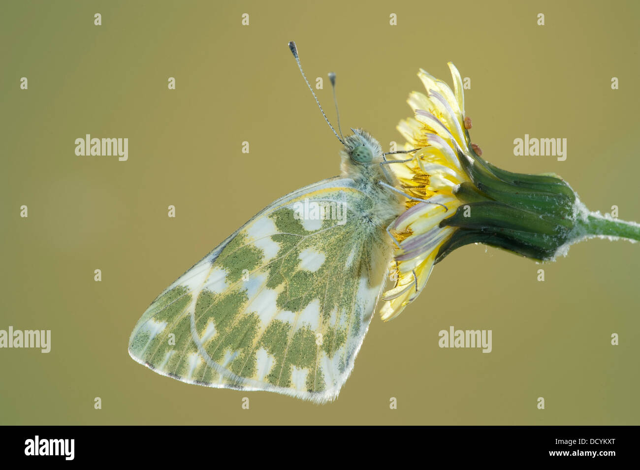 Bath White Butterfly Pontia daplidice South West Europe Stock Photo