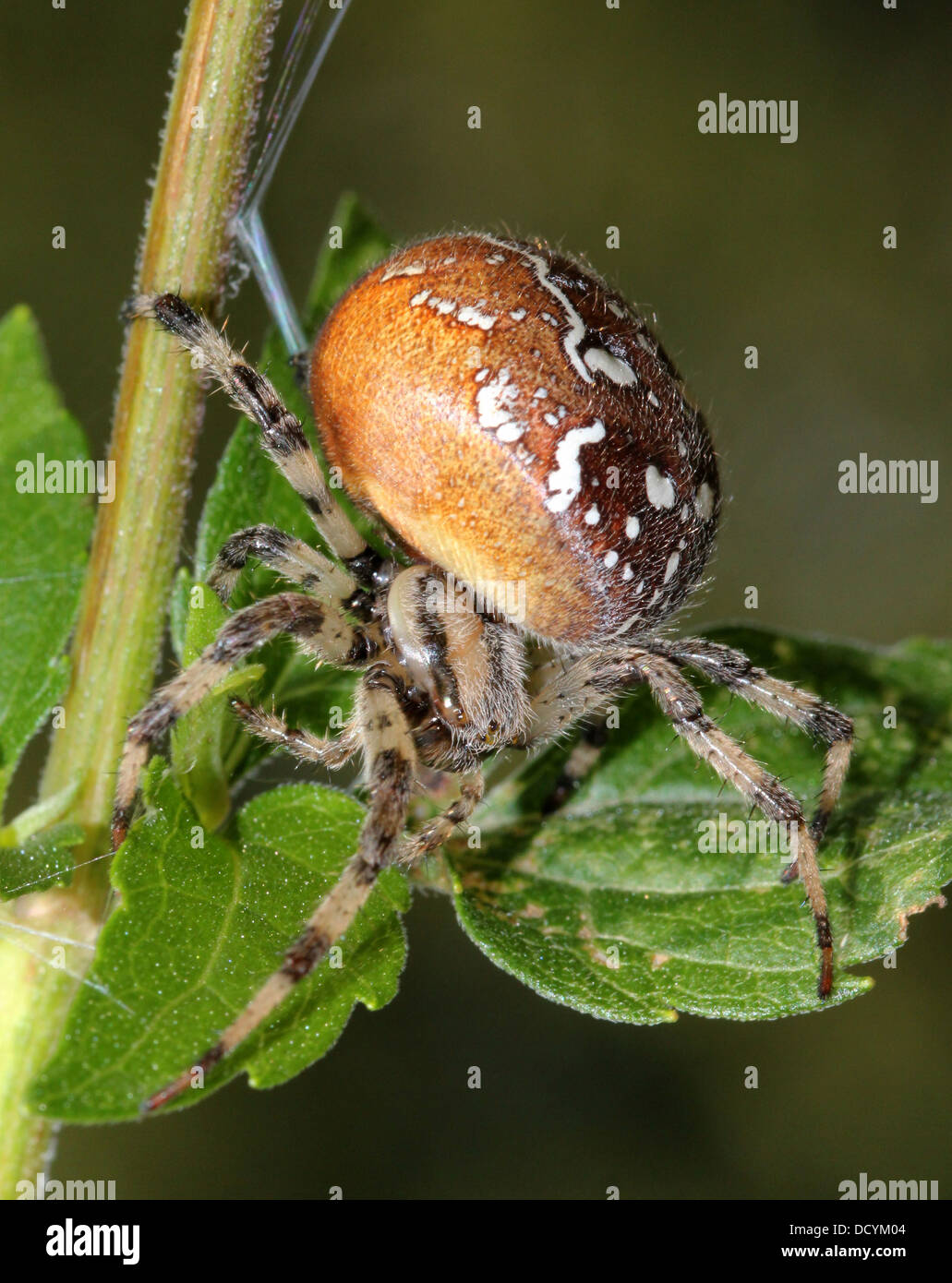 Close-up Of The Four-spot Orb-weaver (Araneus Quadratus Stock Photo - Alamy