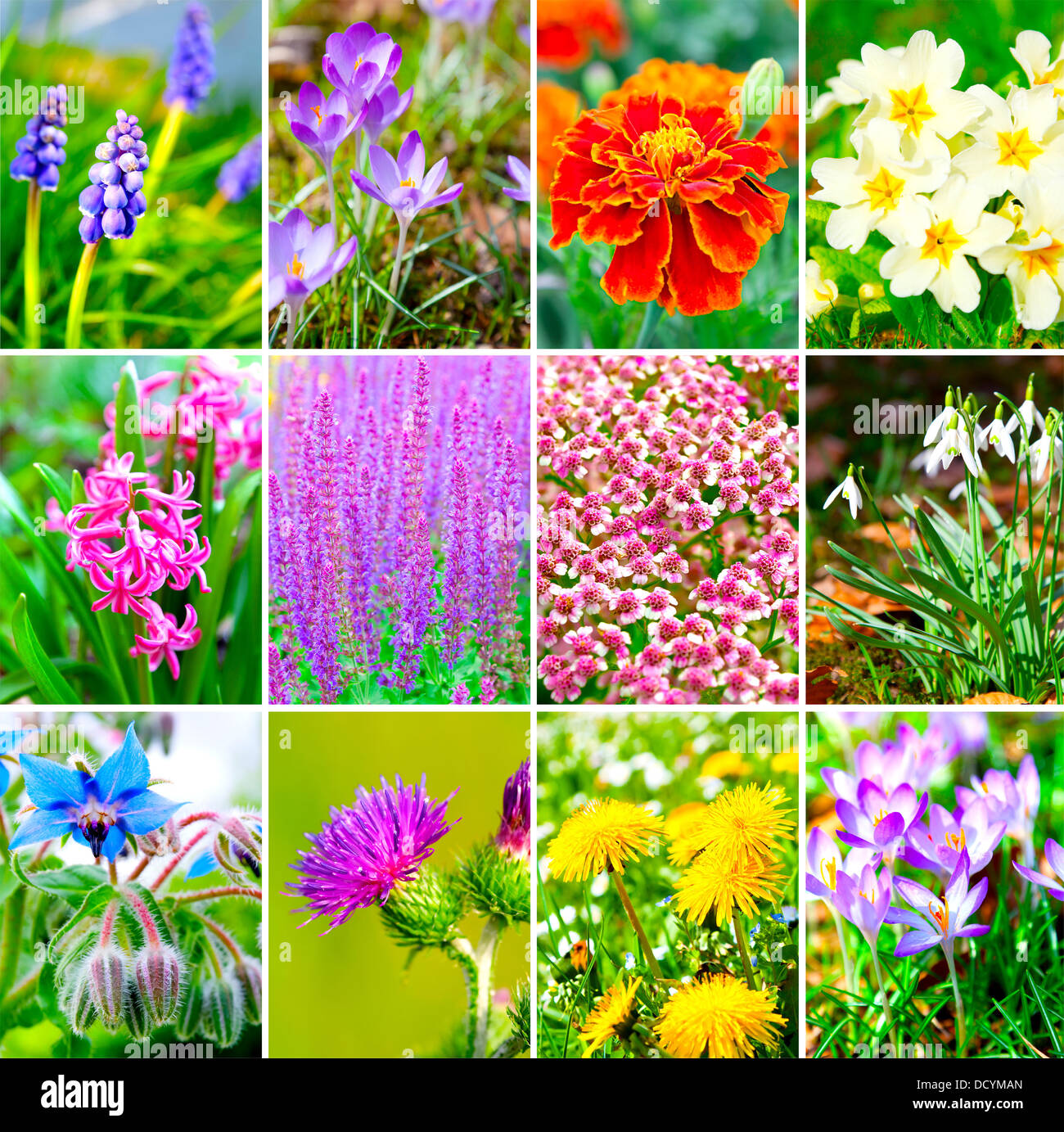 assortment of spring flowers Stock Photo Alamy