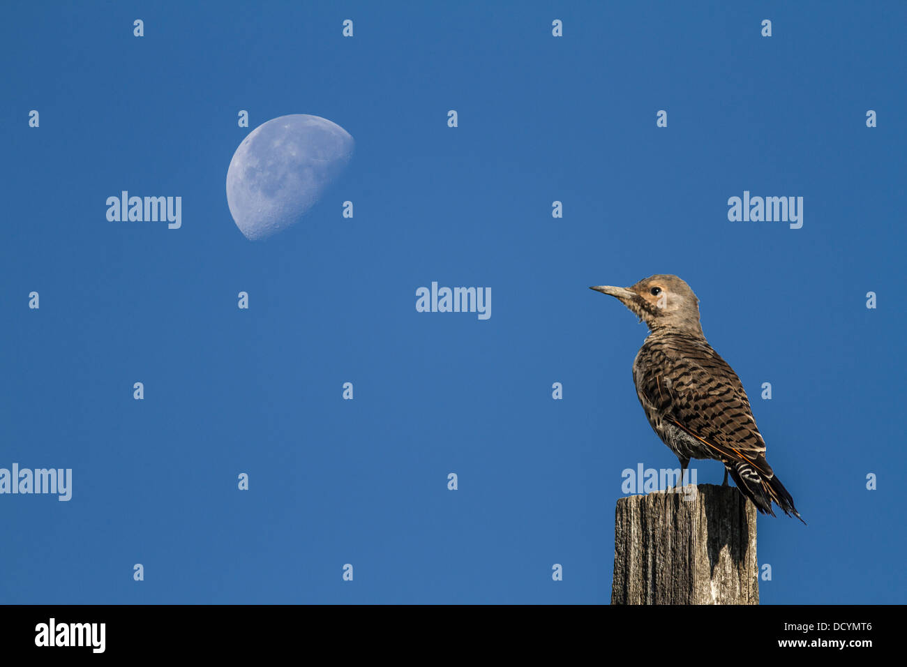 Northern Flicker (Colaptes auratus) Colorful bird, sitting on fence post with half moon, in blue sky, in background. Stock Photo