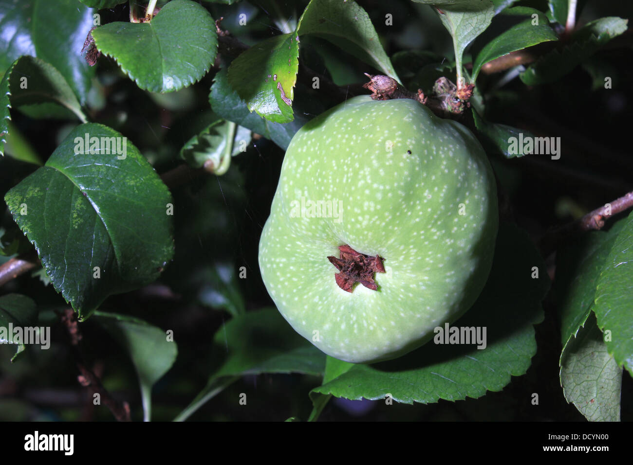 Crab apple hedge hires stock photography and images Alamy