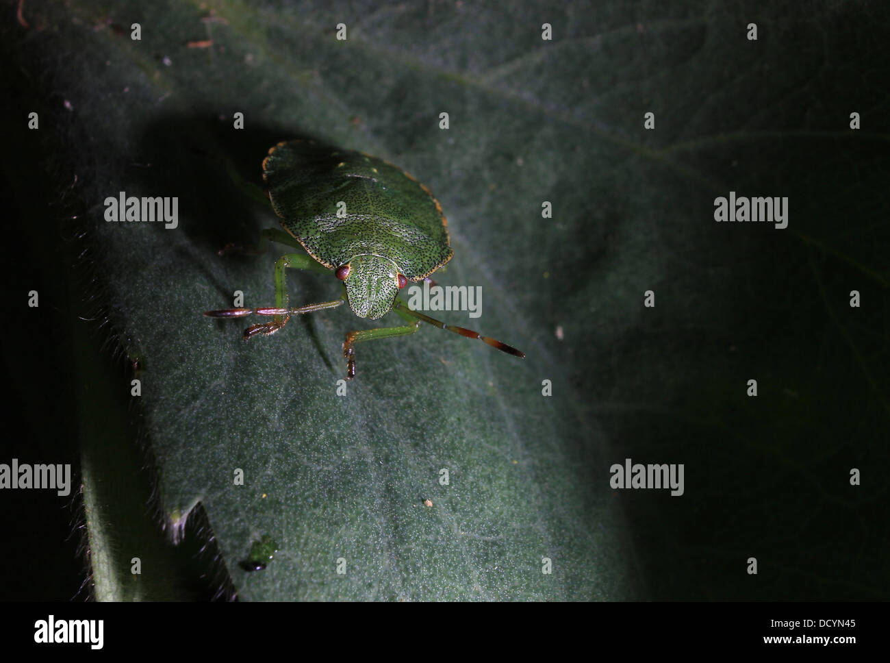 Immature common green shield bug Stock Photo Alamy