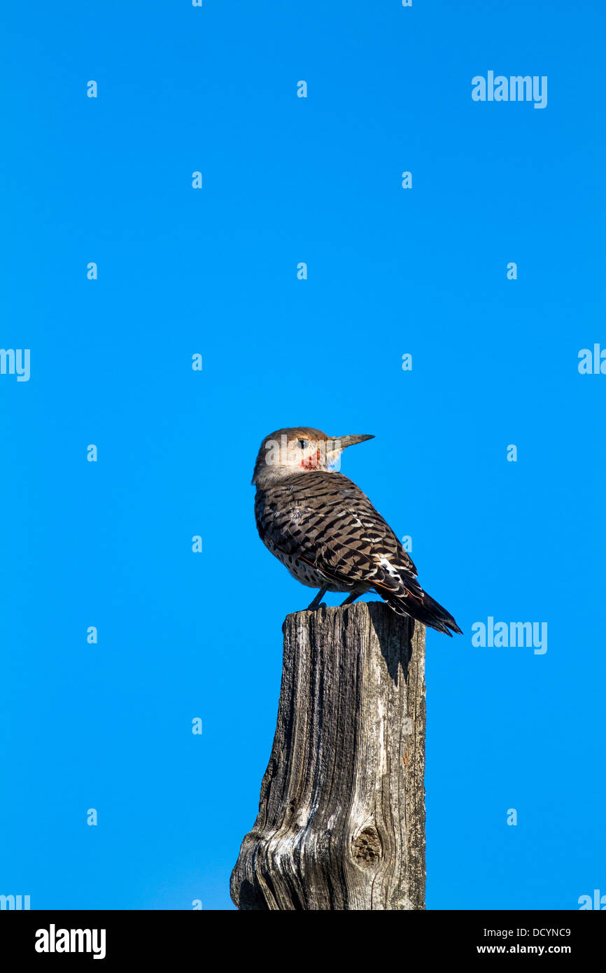 Northern Flicker (Colaptes auratus) Colorful bird, in its natural habitat, sitting on fence post, against a blue sky, Vertical Stock Photo