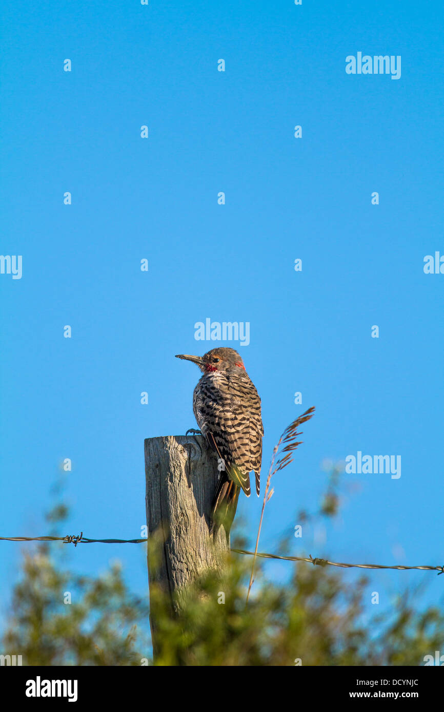 Northern Flicker (Colaptes auratus) Colorful bird, in its natural habitat, sitting on fence post, against a blue sky, Vertical Stock Photo