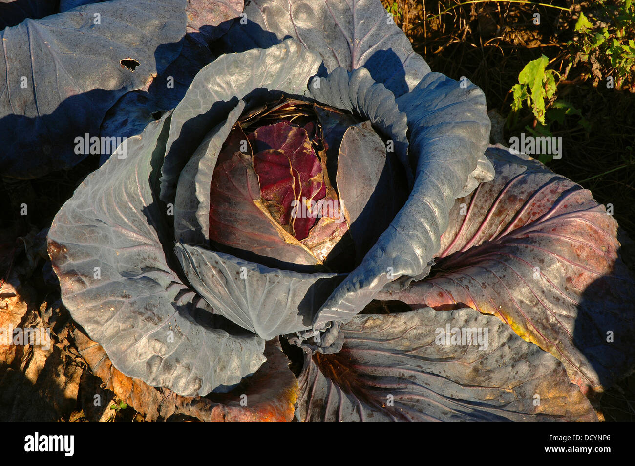 Red cabbage crop, Talavera la Real, Badajoz, Spain, Europe Stock Photo