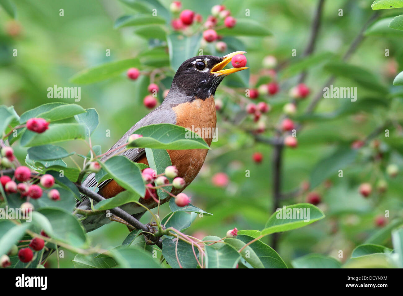American robin eating serviceberry Stock Photo Alamy