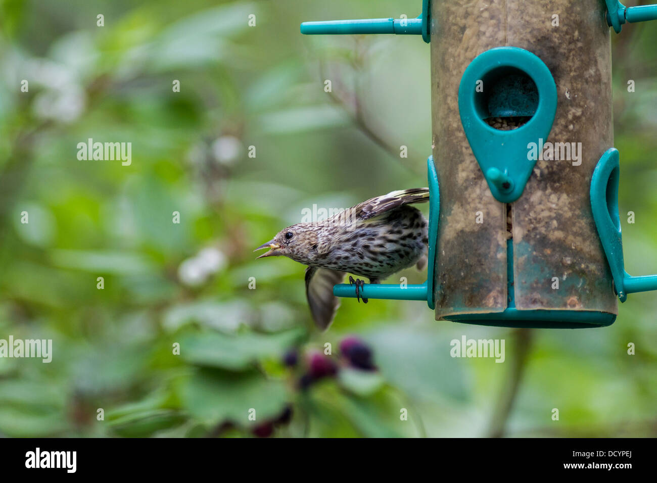 Pine Siskin (Carduelis pinus) Colorful bird perched and preparing to take flight after feeding at a backyard feeder. Stock Photo