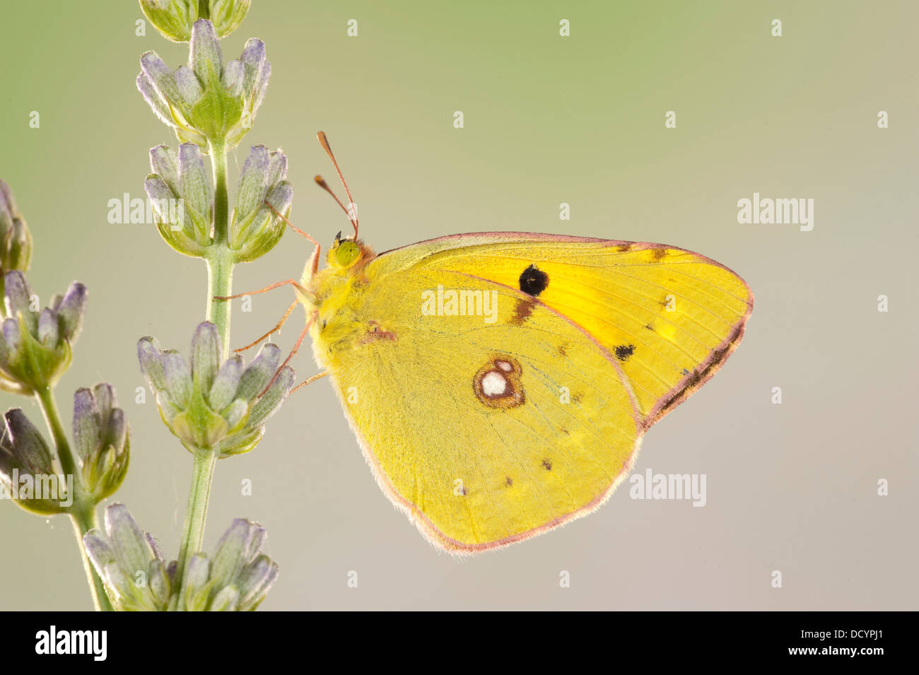 Berger's Clouded Yellow Butterfly Colias australis Stock Photo