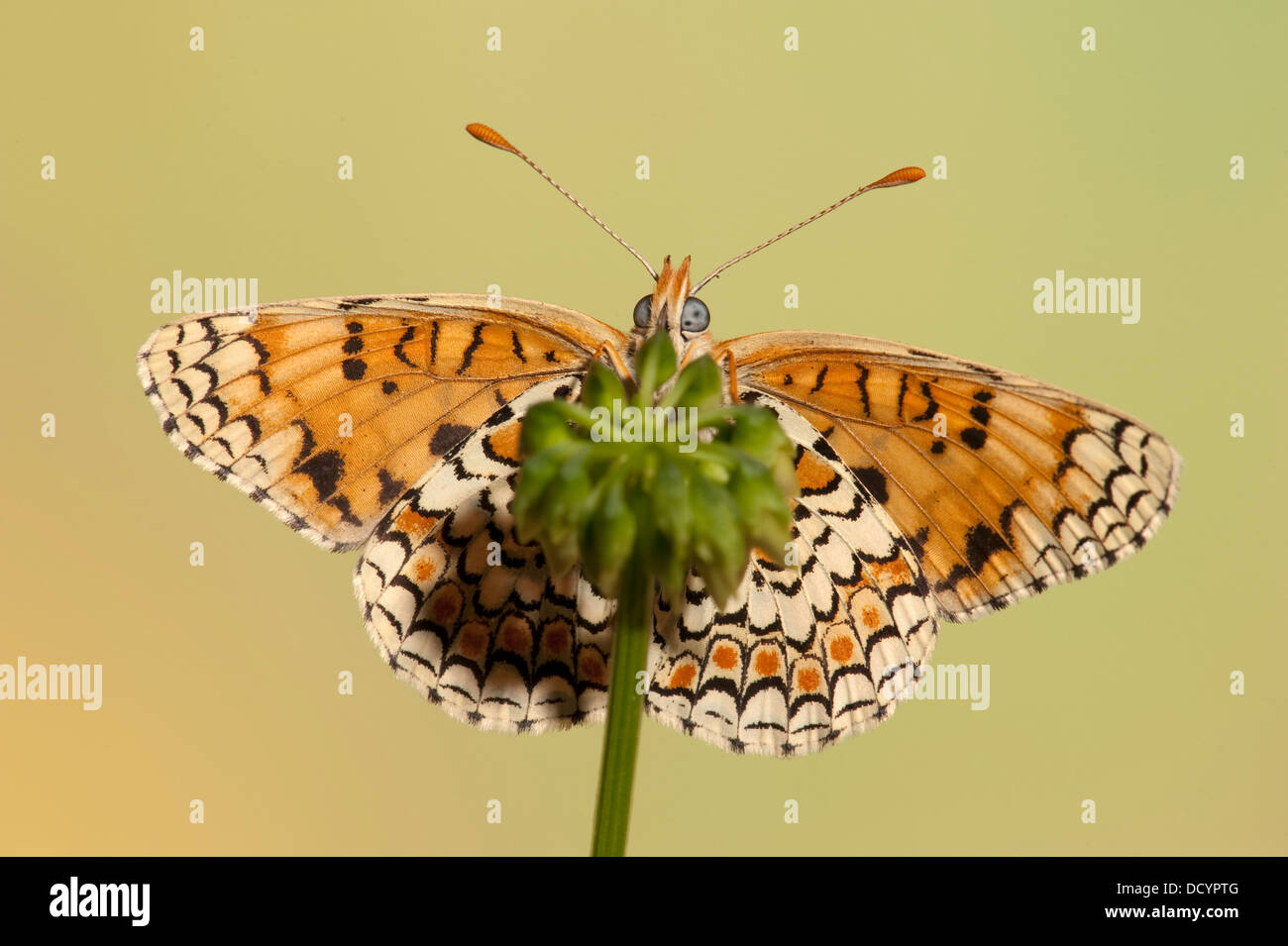 Knapweed Fritillary Butterfly Melitaea phoebe Europe Stock Photo