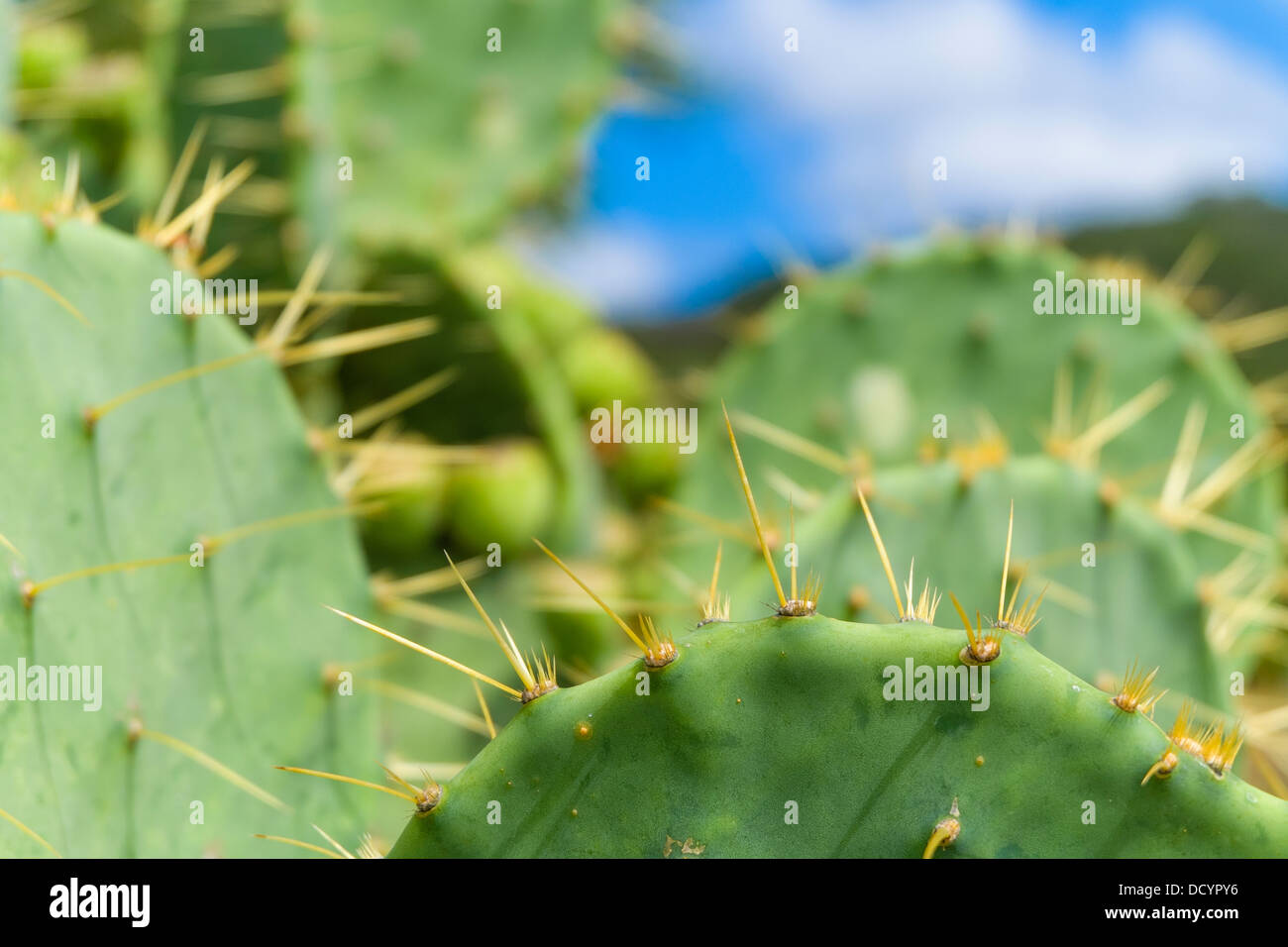 Close up picture of Opuntia cactus paddle with spines and prickles Stock Photo Alamy