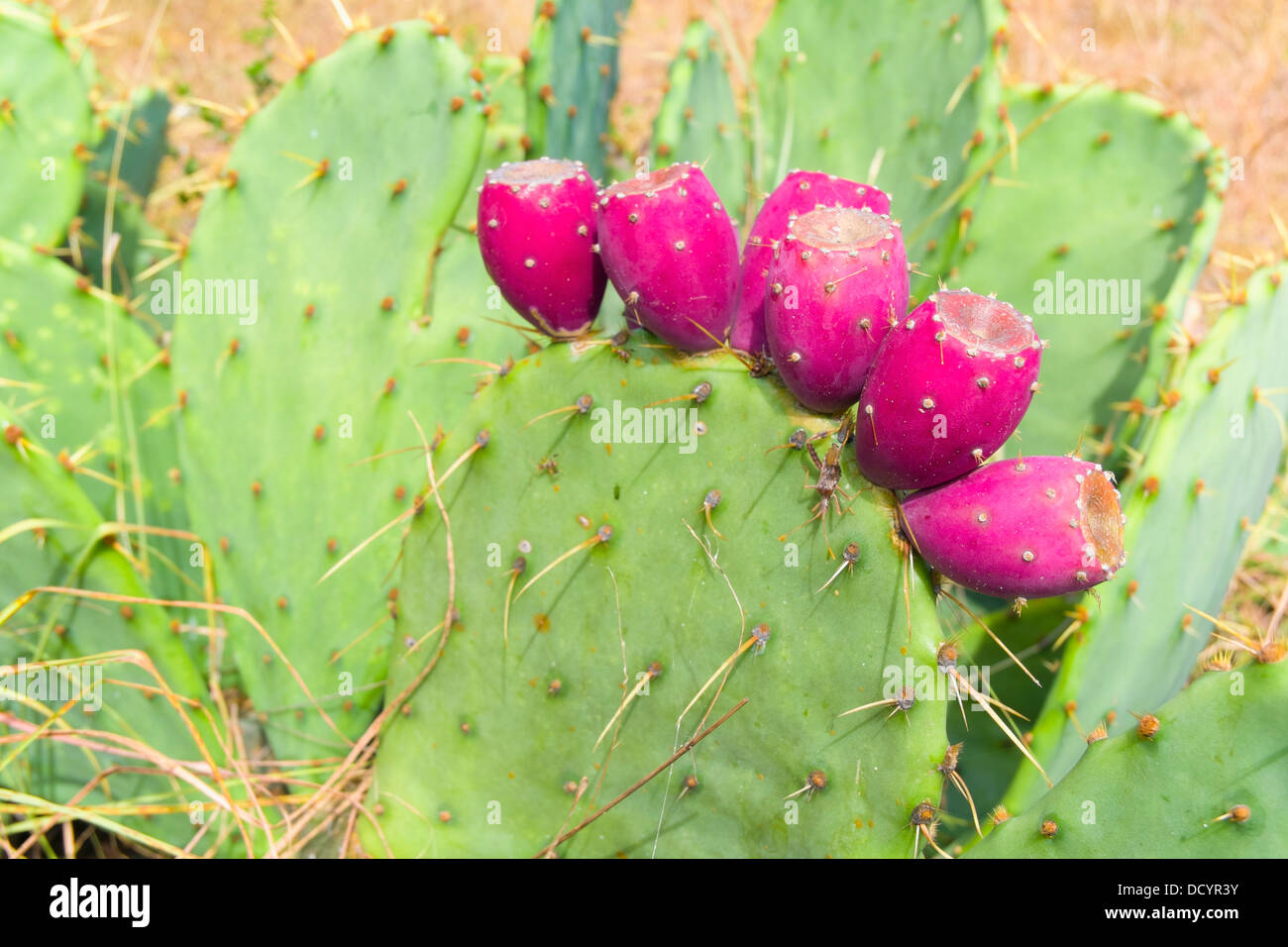 Several red cactus fruits on a paddle of Opuntia, also known as nopales