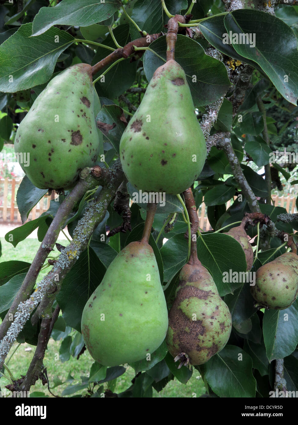 Green Pears ripening on a Pear Tree Stock Photo