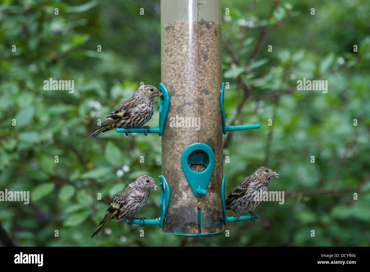 Pine Siskin (Carduelis pinus) Colorful group of birds, perched and feeding at a backyard feeder. Stock Photo