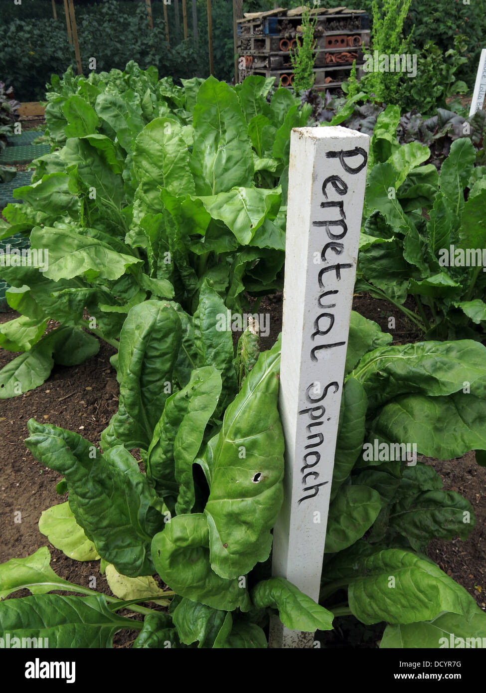Perpetual Spinach plant and stake in allotment Stock Photo