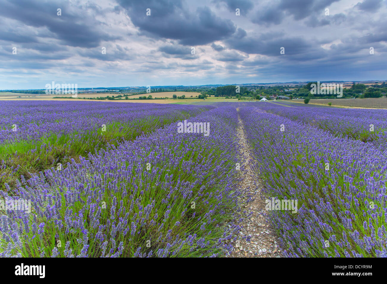 Lavender farm ready for harvesting Stock Photo