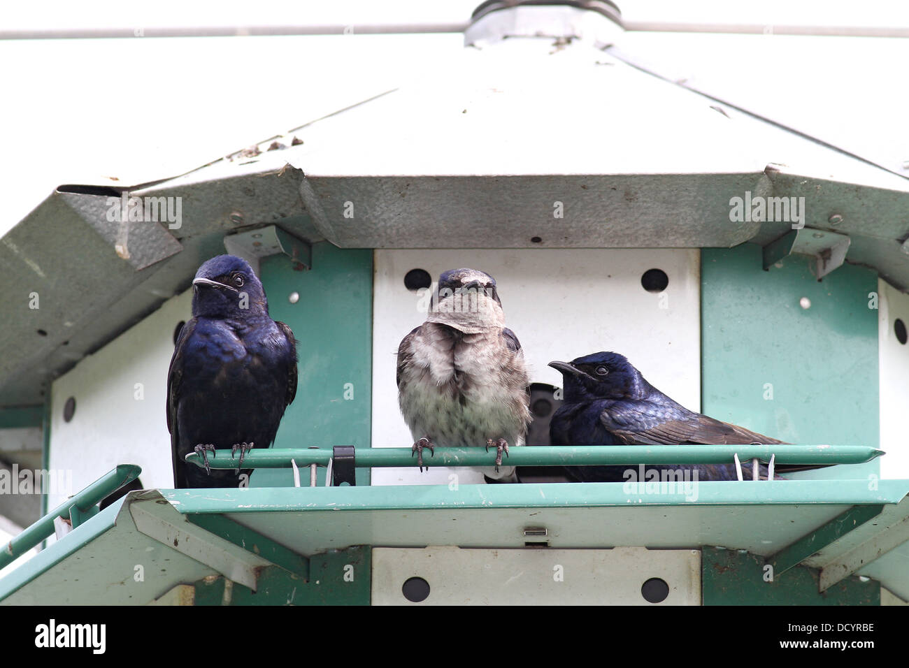 Purple martin house Stock Photo - Alamy